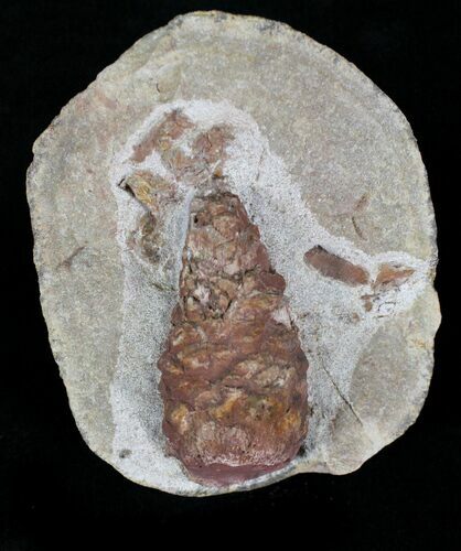 D, Oligocene Aged Fossil Pine Cone - Germany #22503